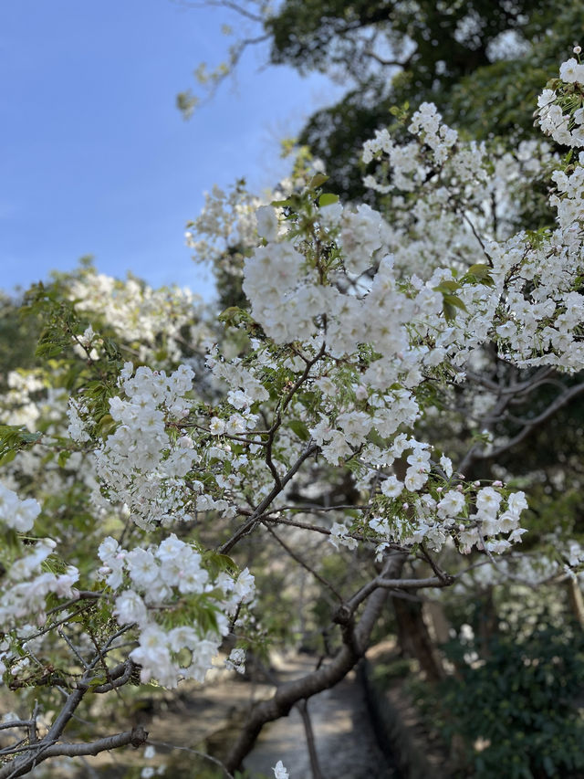 【菜の花畑が見頃★】浜離宮恩賜庭園