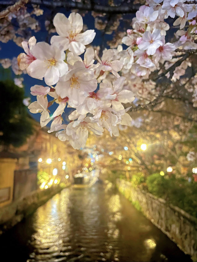 一度は行きたい🌸京都の桜といえばここ！祇園白川🌸