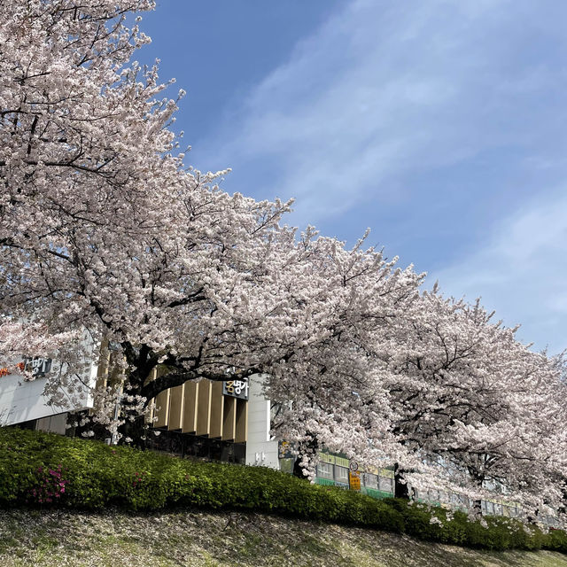 부산 벚꽃 명소로 유명한 온천천