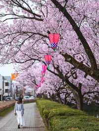 【富山】18種類1,800本もの桜が植えられている公園