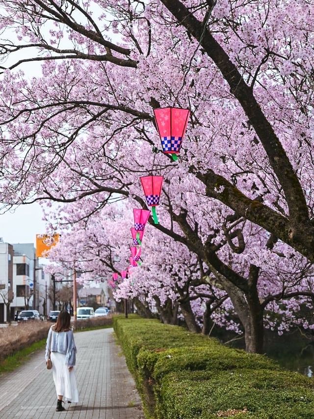 【富山】18種類1,800本もの桜が植えられている公園