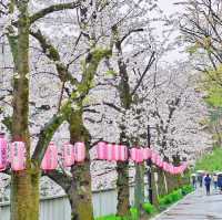 🌸Edogawabashi Park, Bunkyo, Tokyo 東京 