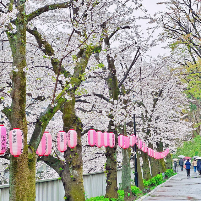 🌸Edogawabashi Park, Bunkyo, Tokyo 東京 