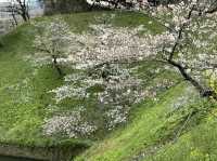CoStudio | 千鳥ケ淵 - 桜の楽園🌸🏞️