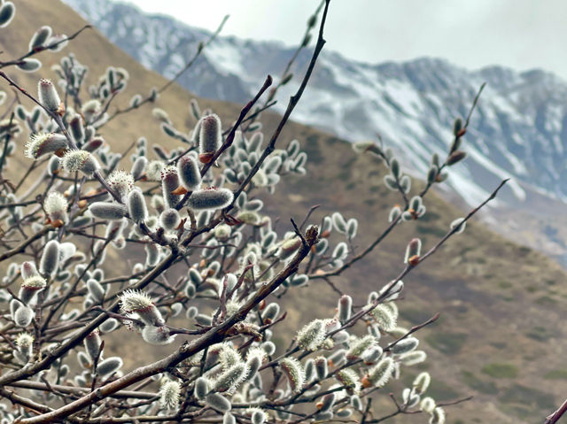  Blossoms brought a sense of tranquility 🌸