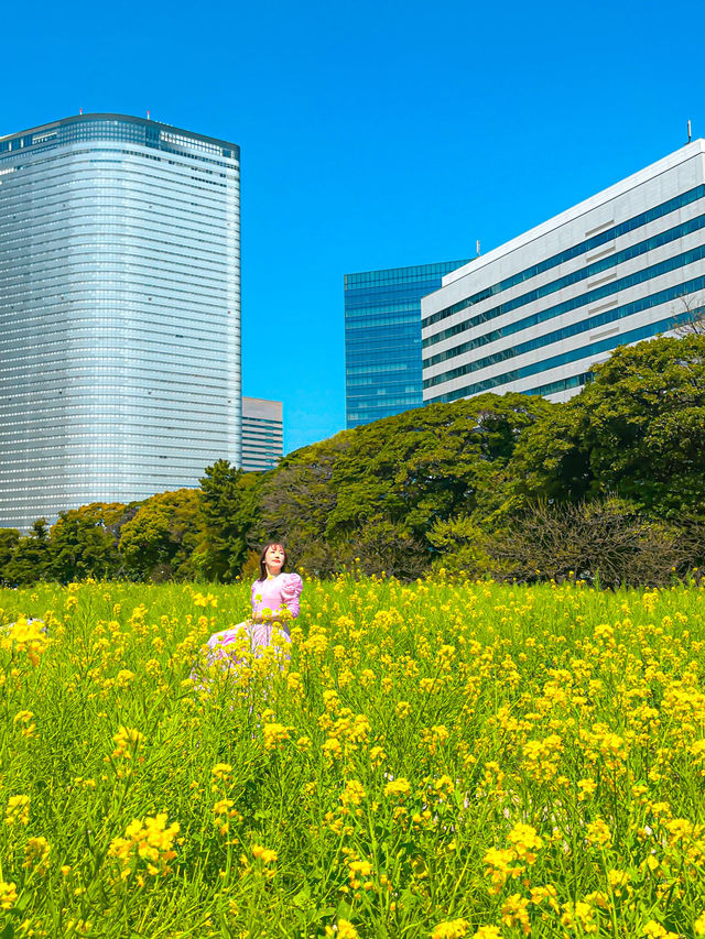 📍浜離宮恩賜庭園 🌸🗼東京・桜と菜の花を楽しむ春散策