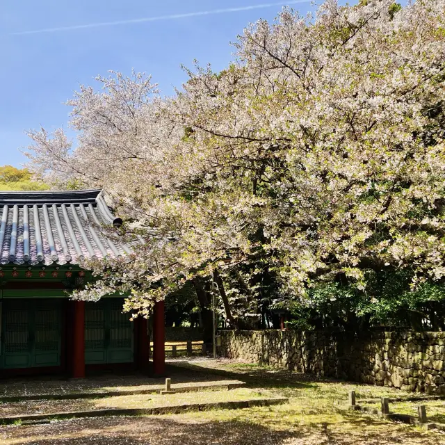 한국의 미와 어우러진 벚꽃명소, 제주 삼성혈🌸