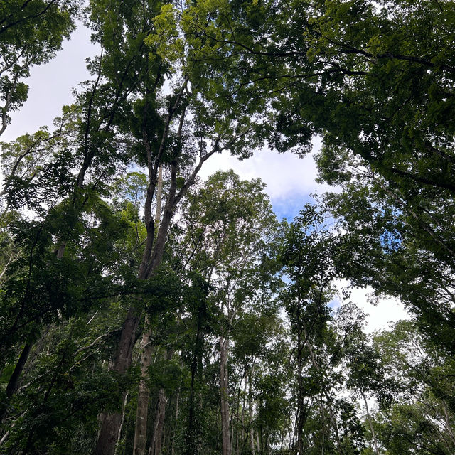 숲을 좋아한다면 보홀 맨 메이드 포레스트 🌴
