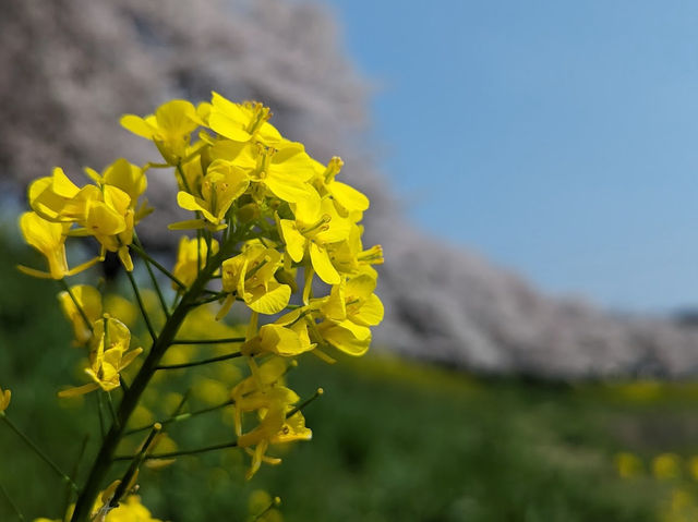 🌸【日本宮城縣】🌸白石川堤櫻花隧道，攝影愛好者和櫻花愛好者的天堂