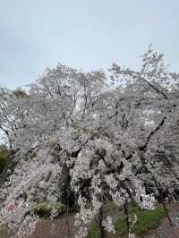 迫力満点！六義園の桜