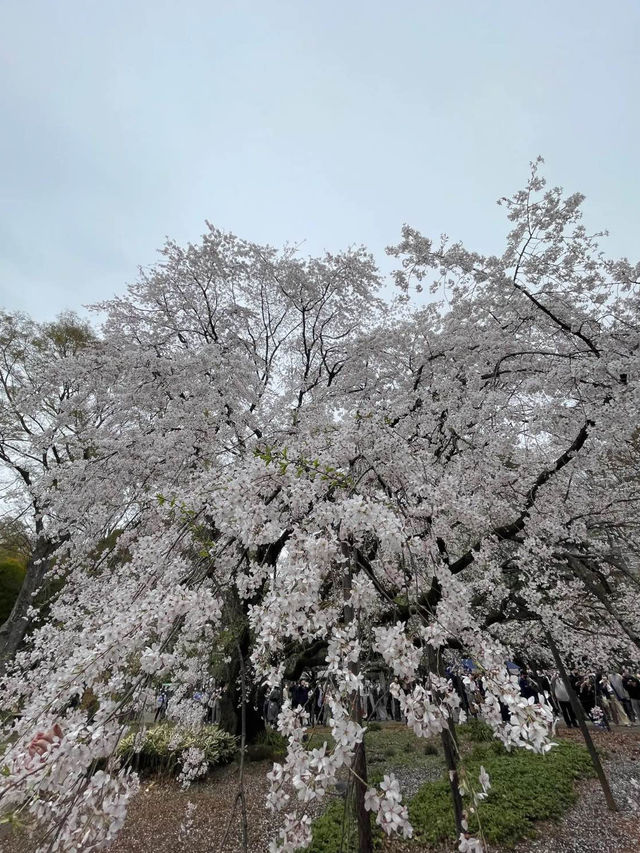 迫力満点！六義園の桜