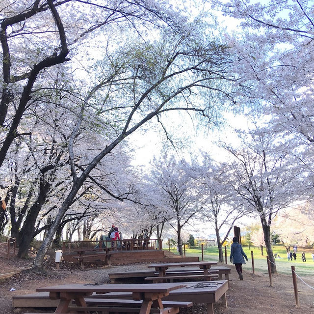 【首爾】兒童大公園：春天賞櫻，不容錯過！