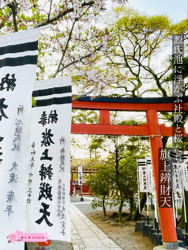 【旗上辨財天/神奈川県】源氏池に浮かぶ社殿と桜たち