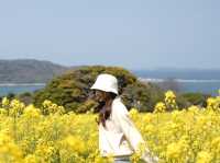 Nokonoshima เกาะดอกไม้แห่งฟุกุโอกะ