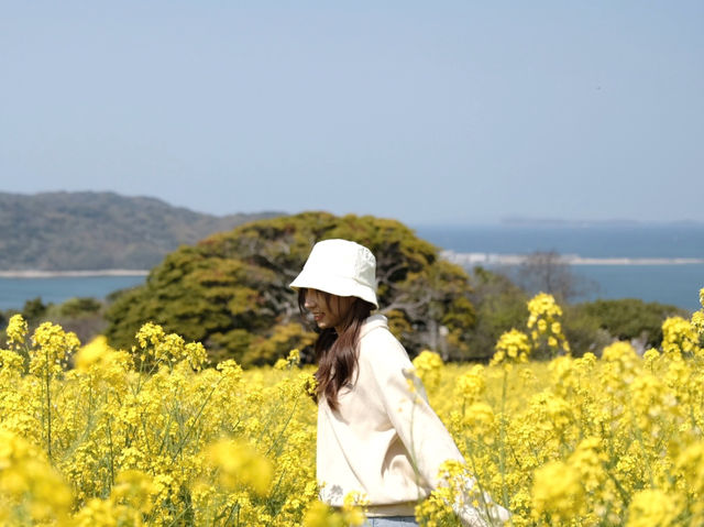 Nokonoshima เกาะดอกไม้แห่งฟุกุโอกะ