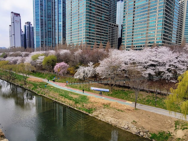 Yangjaevheom Stream filled with Cherry Blossom