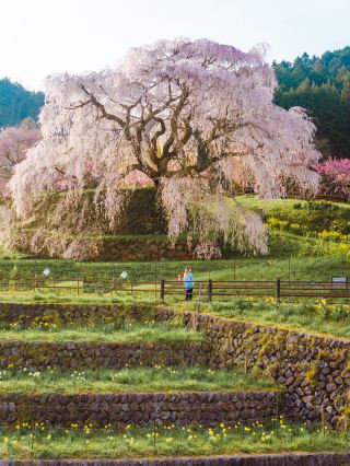 Nara's Breathtaking View - Motohongi Taki Sakura (Uhyoe Sakura)