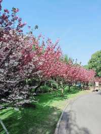 Cherry Blossom in WUXI 