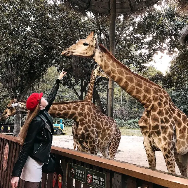 長隆野生動物世界。