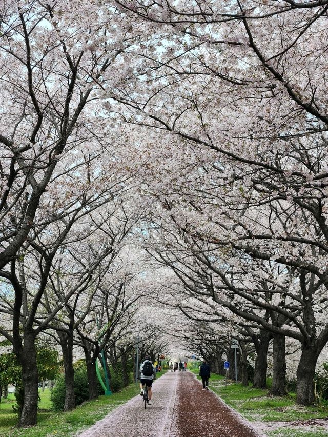 벚꽃길이 길고 예쁜 부산 벚꽃구경의 성지, 삼락생태공원