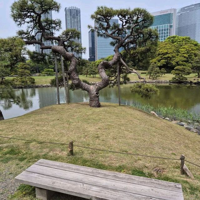 Hama-rikyu Gardens