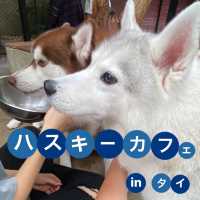 【ハスキーカフェ🐕】