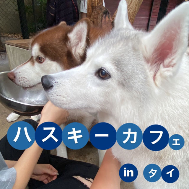 【ハスキーカフェ🐕】