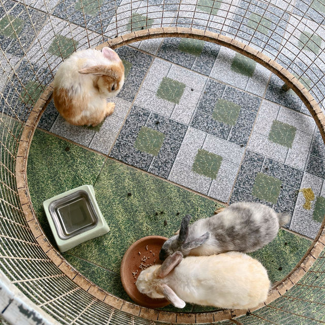 🐑ฟาร์มแกะเข้าฟรีที่นครศรีฯ