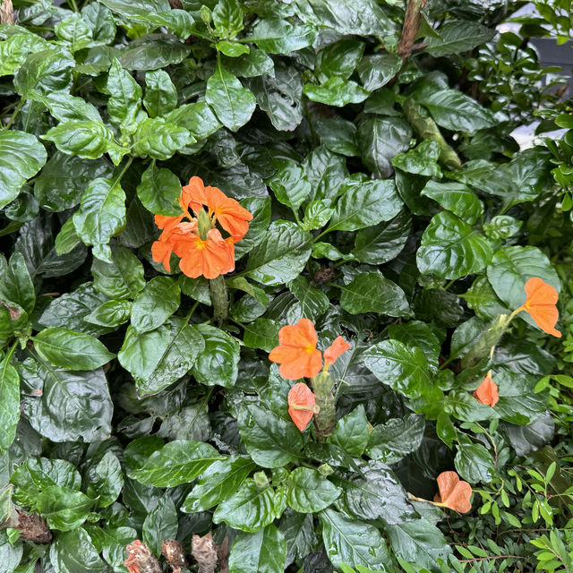 賞花好去處😍天水圍公園