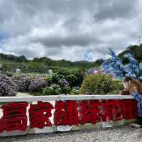 🌸繡球花季開跑囉🏃‍♀️🏃‍♀️🏃‍♀️