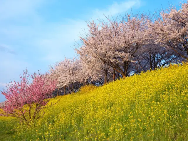 Daejeo Ecological Park with Canola Flowers & Cherry Blossoms.
