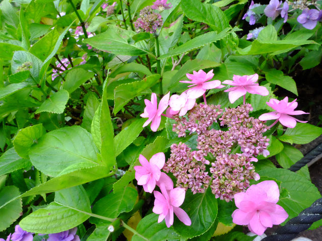 【東京近郊】‼️繡球花5月29日盛開見頃活動開始‼️@鎌倉長谷寺，六月必遊景點！