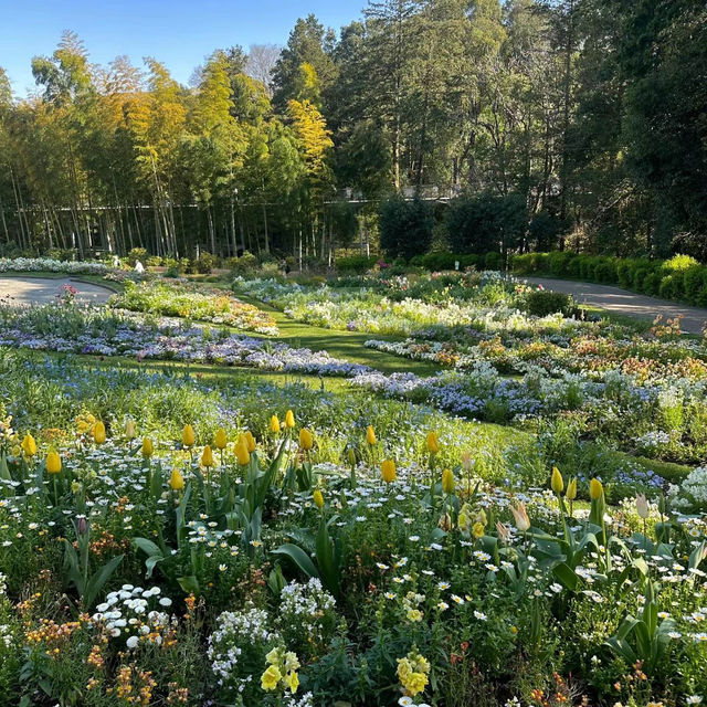 【東湖公園】觀賞野生水鴨，春天好去處