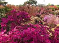 群馬縣館林市的杜鵑岡公園