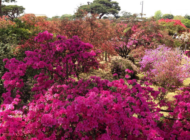 群馬縣館林市的杜鵑岡公園