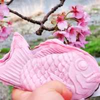 【伊豆・河津町】河津桜