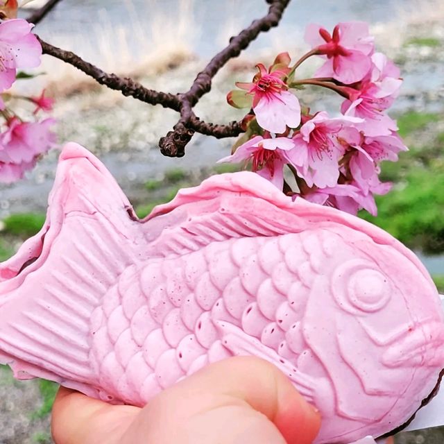 【伊豆・河津町】河津桜