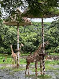 深圳野生動物園：保護與觀賞，充滿教育價值