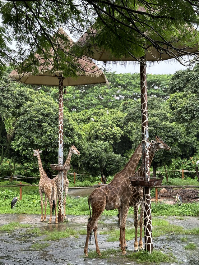 深圳野生動物園：保護與觀賞，充滿教育價值