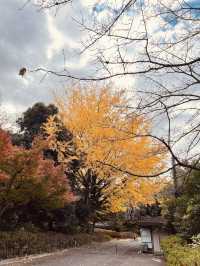 The Best Ginkgo Trees Park🍁Showa Kinen Park Tokyo