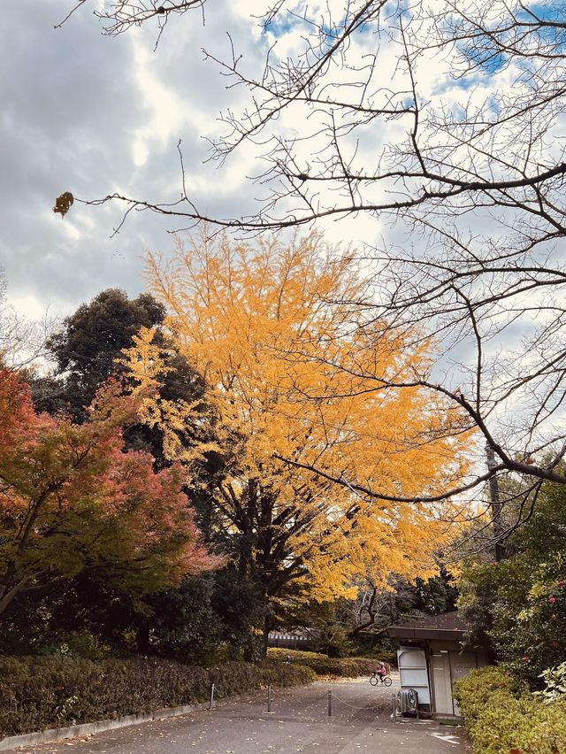The Best Ginkgo Trees Park🍁Showa Kinen Park Tokyo