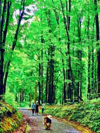 美人林 @ Bijin Bayashi Forest 