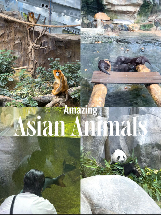 พาชมสัตว์โซนเอเชียที่สวนสนุก Ocean Park 🐒🐼