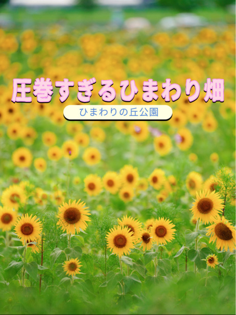 一見の価値あり❣️圧巻のひまわり畑🥰🌻兵庫県小野市🌻 | Trip