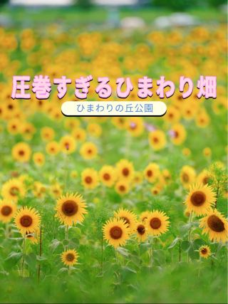 值得一看的壯觀向日葵花田 兵庫縣小野市