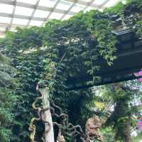 【新加坡景點】濱海灣花園雲霧森林玻璃屋：夢幻迷離的大自然美好，讓你流連忘返