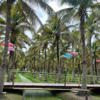 치앙마이 핫플 코코넛마켓🌴