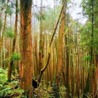 阿里山之水山療癒步道