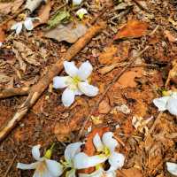 【苗栗】九華山梧桐花盛開，適合觀賞和拍照