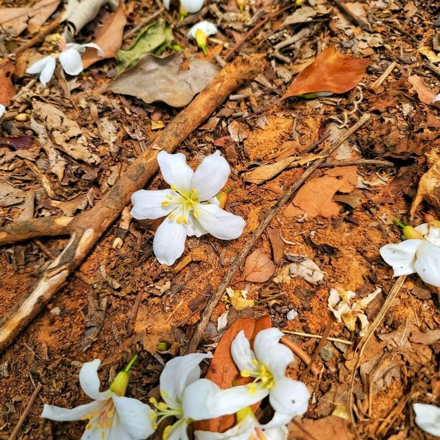 【苗栗】九華山梧桐花盛開，適合觀賞和拍照